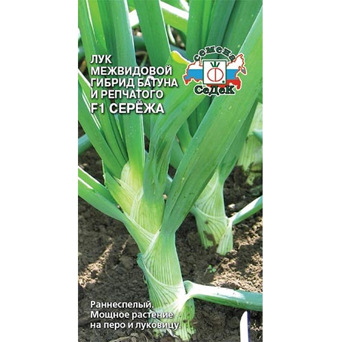 Лук батун Сережа F1 Седек изображение 1 артикул 93420