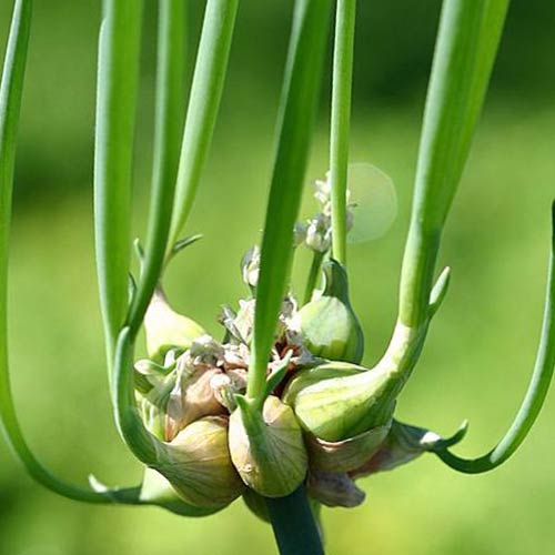 Лук многоярусный Победа изображение 1 артикул 74931