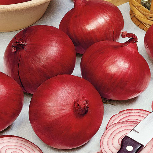 Лук репчатый Цыган Premium Seeds изображение 1 артикул 83761