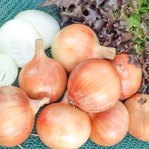 Лук репчатый Халцедон изображение 1 артикул 69899