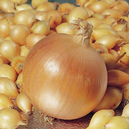 Лук репчатый Первогодка F1 Premium Seeds изображение 1 артикул 83759