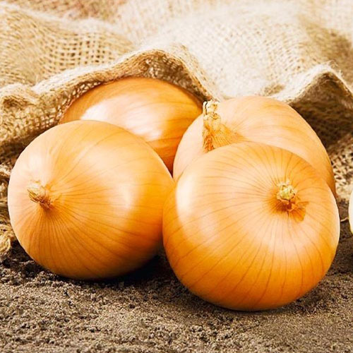 Лук репчатый Семейный хоровод Premium Seeds изображение 1 артикул 83760