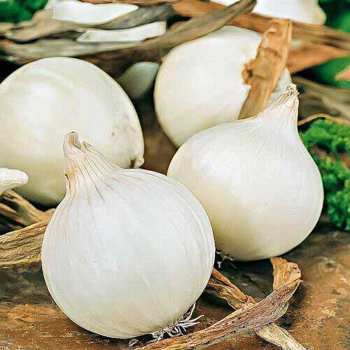 Лук репчатый Серебрянный принц Русский огород НК артикул фото 1 Лук репчатый Серебрянный принц Русский огород НК изображение 1 артикул 69898