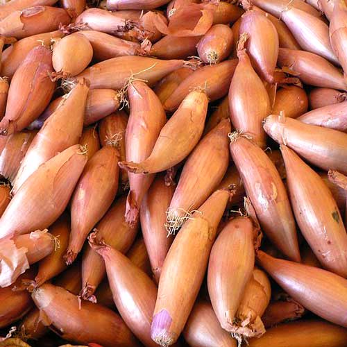 Лук шалот Деликатес изображение 1 артикул 65343