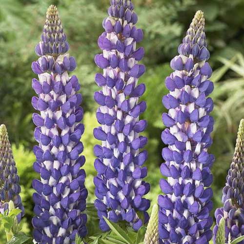 Люпин Блю изображение 1 артикул 76125
