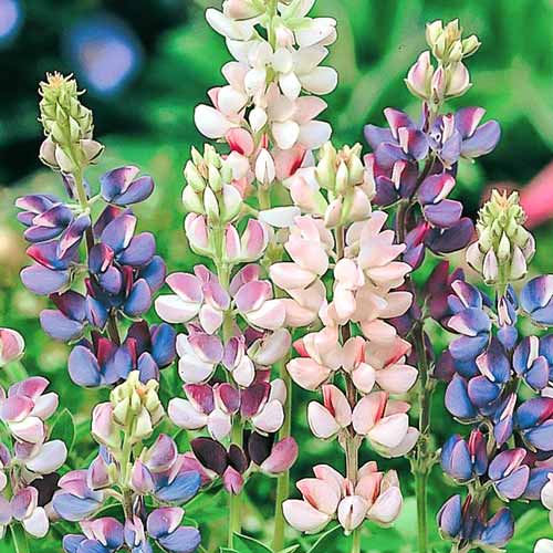 Люпин Дилайт, смесь окрасок артикул фото 1 Люпин Дилайт, смесь окрасок изображение 1 артикул 69948