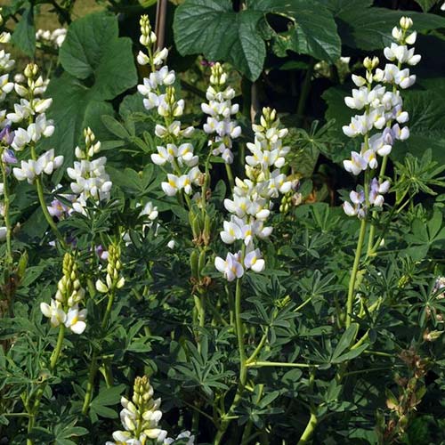 Люпин Лиловый шпиль Русский огород НК изображение 1 артикул 84121