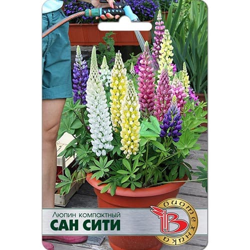 Люпин компактный Сан Сити Биотехника артикул фото 1 Люпин компактный Сан Сити Биотехника изображение 1 артикул 91591