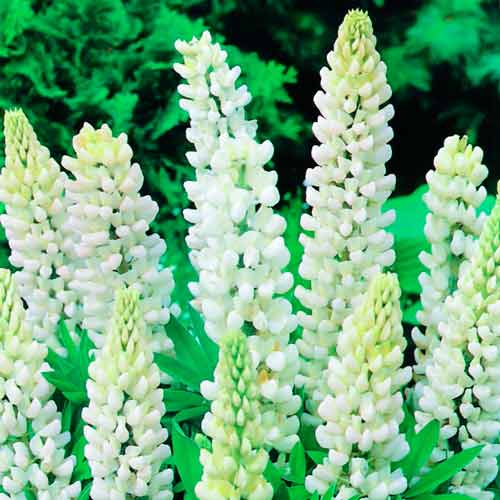 Люпин Вайт изображение 1 артикул 76328