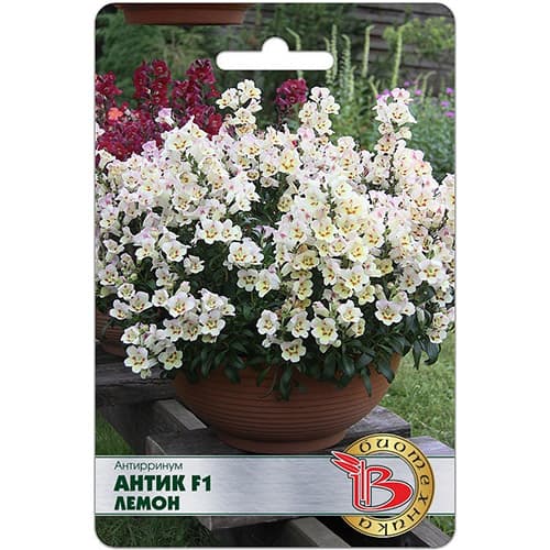 Львиный зев (антирринум) Антик Лемон F1 Биотехника изображение 1 артикул 97310