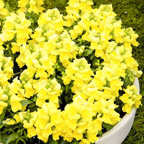 Львиный зев Цветочный дождь желтый F1 изображение 1 артикул 71473