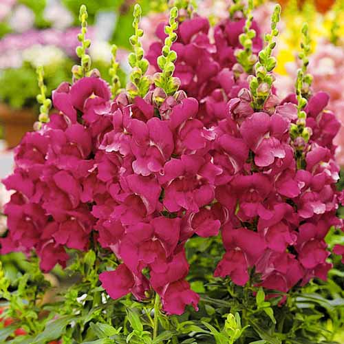 Львиный зев Цветочный дождь Кримсон F1 артикул фото 1 Львиный зев Цветочный дождь Кримсон F1 изображение 1 артикул 71474