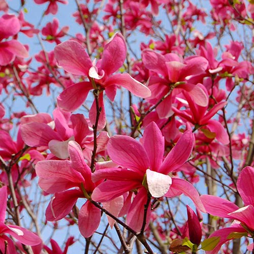 Магнолия суланжа Галакси изображение 1 артикул 9078