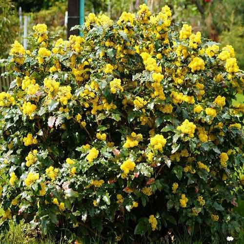 Магония падуболистная артикул фото 1 Магония падуболистная изображение 1 артикул 4771