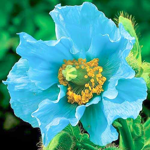 Мак гималайский голубой изображение 1 артикул 76586
