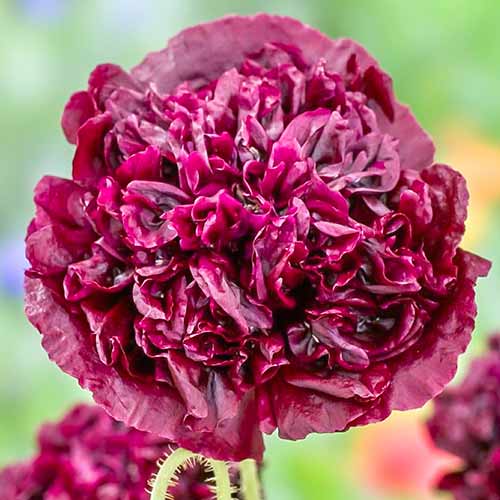 Мак пионовидный махровый Пурпурный изображение 1 артикул 73660