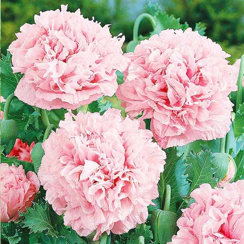 Мак пионовидный махровый Салмон изображение 1 артикул 73661