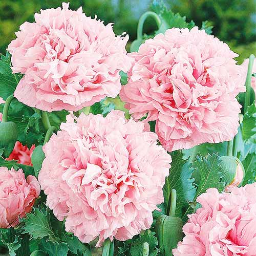 Мак пионовидный Молочно-розовый изображение 1 артикул 71901