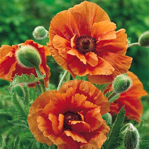 Мак восточный Харвест Мун изображение 1 артикул 68803