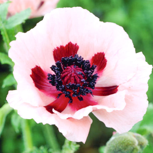 Мак восточный Кляйне Танжерин изображение 1 артикул 76134