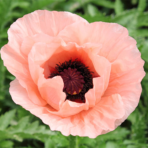 Мак восточный Лилак Герл изображение 1 артикул 68804