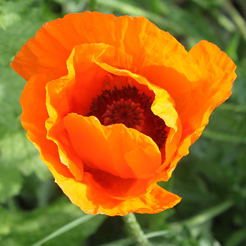 Мак восточный Орандж Глоу изображение 1 артикул 68805