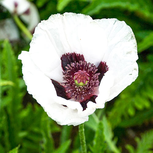 Мак восточный Перри'с Уайт изображение 1 артикул 68806