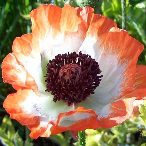 Мак восточный Пикоти изображение 1 артикул 68807