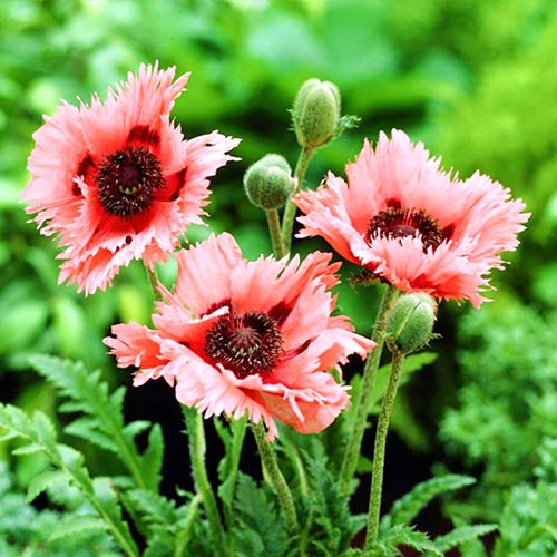 Мак восточный Раффлс Пинк изображение 1 артикул 76342