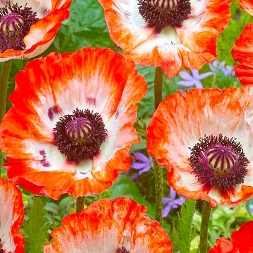 Мак восточный Плейс Пигаль изображение 1 артикул 70473