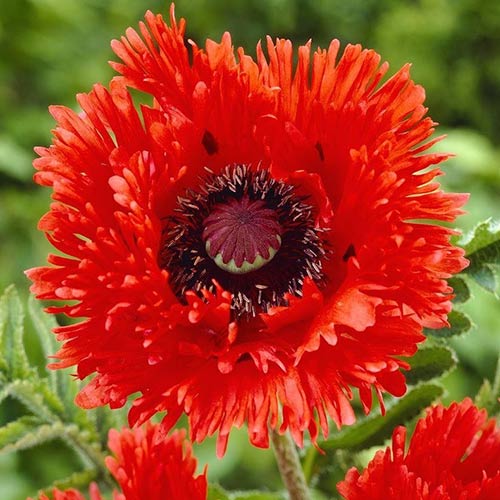 Мак восточный Раффлс Туркенлуиз изображение 1 артикул 76609