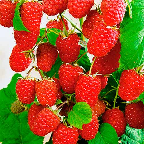 Малина ремонтантная Атлант изображение 1 артикул 8153