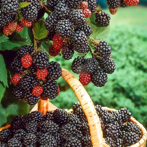 Малина черная Бристоль изображение 1 артикул 7551