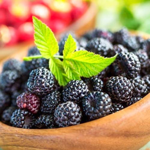 Малина черная Черный Бриллиант изображение 1 артикул 7552