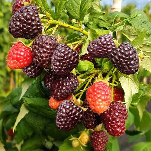 Малина черная Хебан изображение 1 артикул 1607