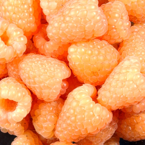 Малина крупноплодная Голден Куин изображение 1 артикул 4942_1