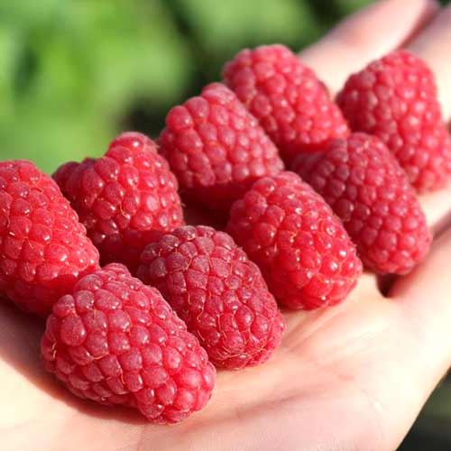 Малина крупноплодная Феномен изображение 1 артикул 4355