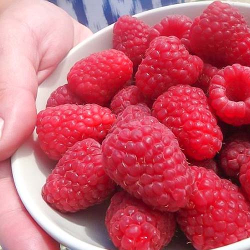 Малина крупноплодная Гигант Московский артикул фото 1 Малина крупноплодная Гигант Московский изображение 1 артикул 4347