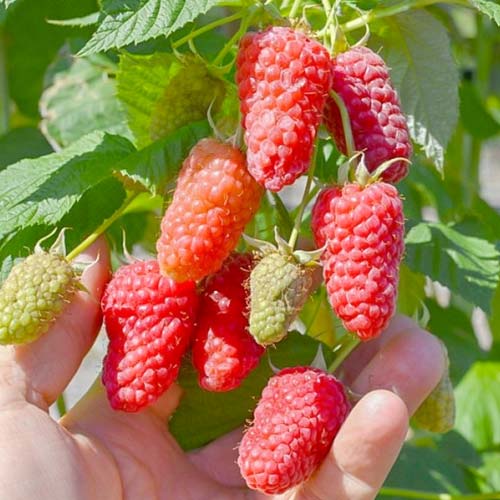 Малина крупноплодная Исполин изображение 1 артикул 7680