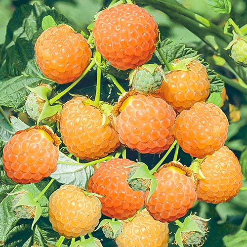 Малина крупноплодная Желтая медовая изображение 1 артикул 7678