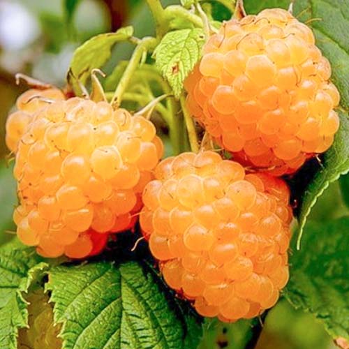 Малина крупноплодная Желтый гигант изображение 1 артикул 7679