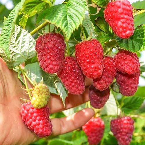 Малина крупноплодная Краса России артикул фото 1 Малина крупноплодная Краса России изображение 1 артикул 4350