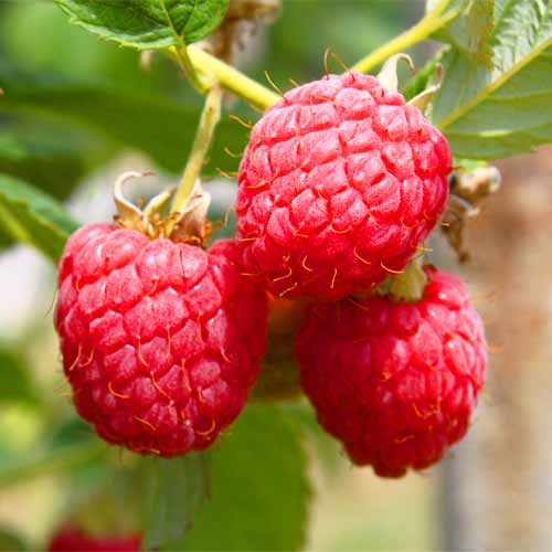 Малина крупноплодная Соколица изображение 1 артикул 1604