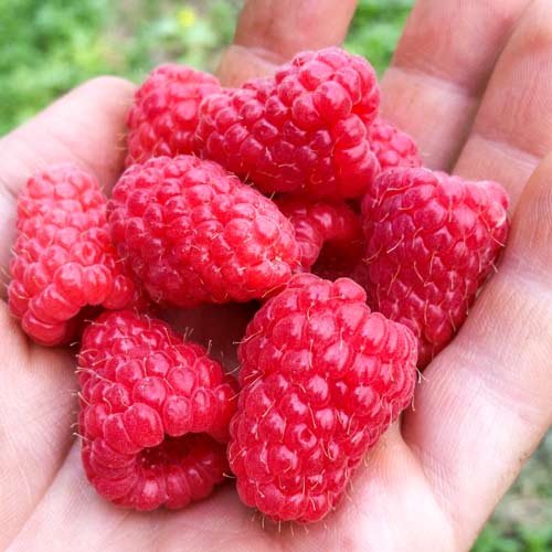 Малина крупноплодная Туламин изображение 1 артикул 7631