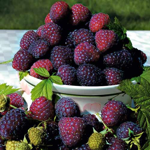 Малина Пурпурная изображение 1 артикул 7547