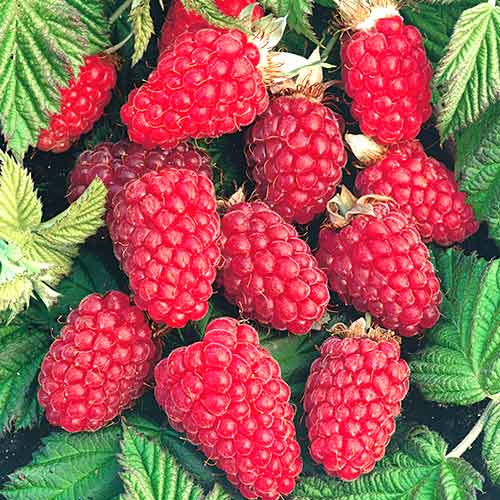 Малина ремонтантная Бабье лето изображение 1 артикул 4363