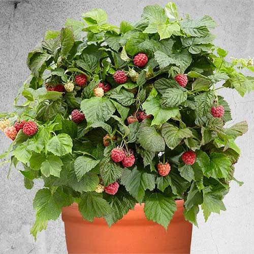 Малина ремонтантная Бонбонберри Ямми изображение 1 артикул 01245