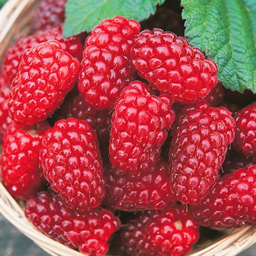 Малина ремонтантная Бриллиантовая изображение 1 артикул 4346