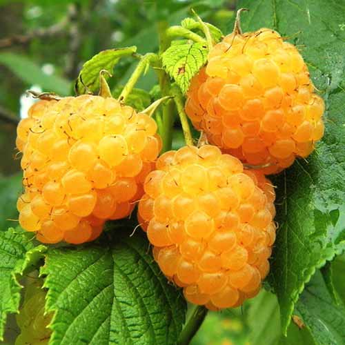 Малина ремонтантная Дабл Голд изображение 1 артикул 5762