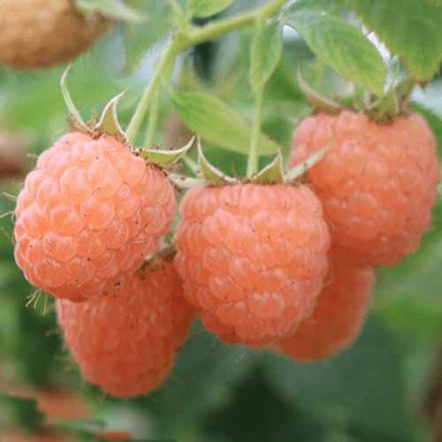 Малина ремонтантная Дабл Оранж изображение 1 артикул 5763